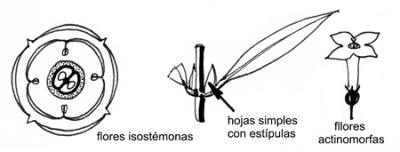 rubiáceas caracteres generales